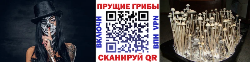 закладка  нарко площадка состав  Псилоцибиновые грибы прущие грибы  Миллерово 